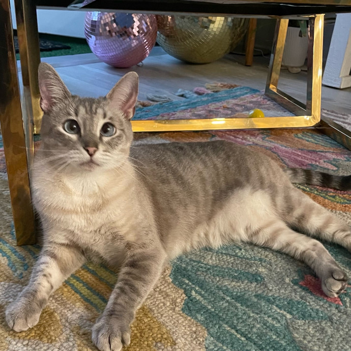 Violet Meowvelous Cat Sitter Adventures
