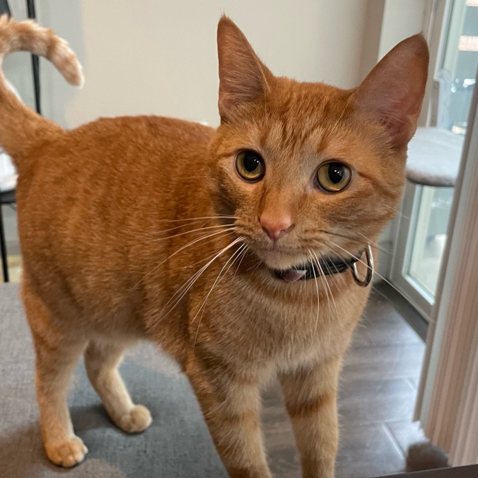 Violet Meowvelous Cat Sitter Adventures