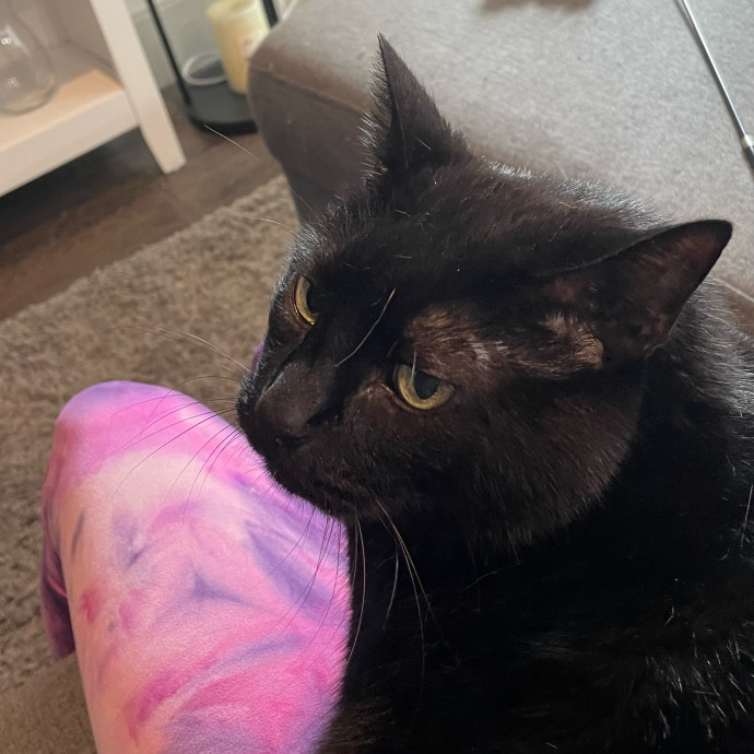 Violet Meowvelous Cat Sitter Adventures photo 3