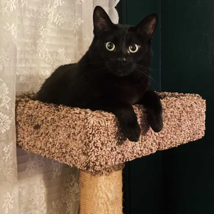 Diana's Purr-Tastic Cat Sitting