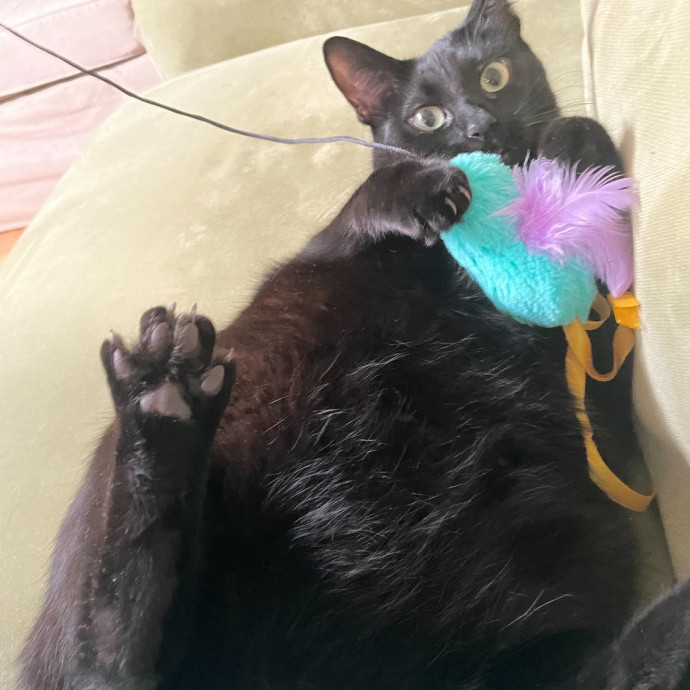 Diana's Purr-Tastic Cat Sitting photo 3