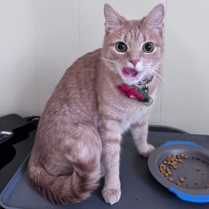 Caring For Cats Easing Your Mind