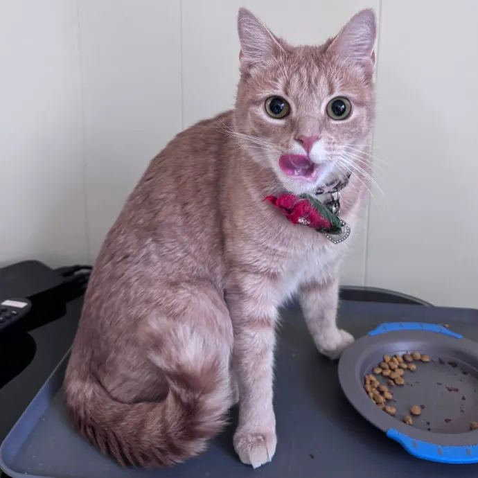 Caring For Cats Easing Your Mind