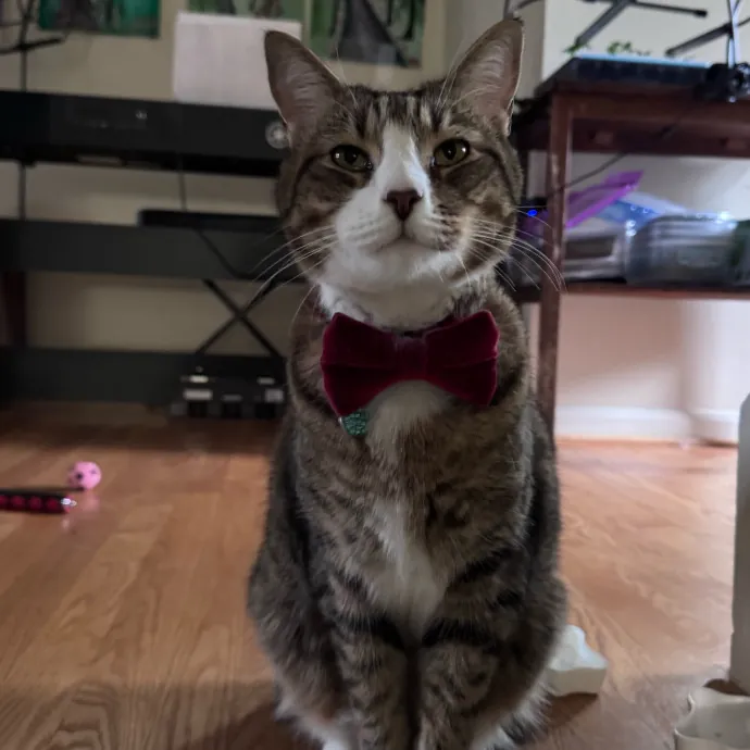 Caring For Cats Easing Your Mind