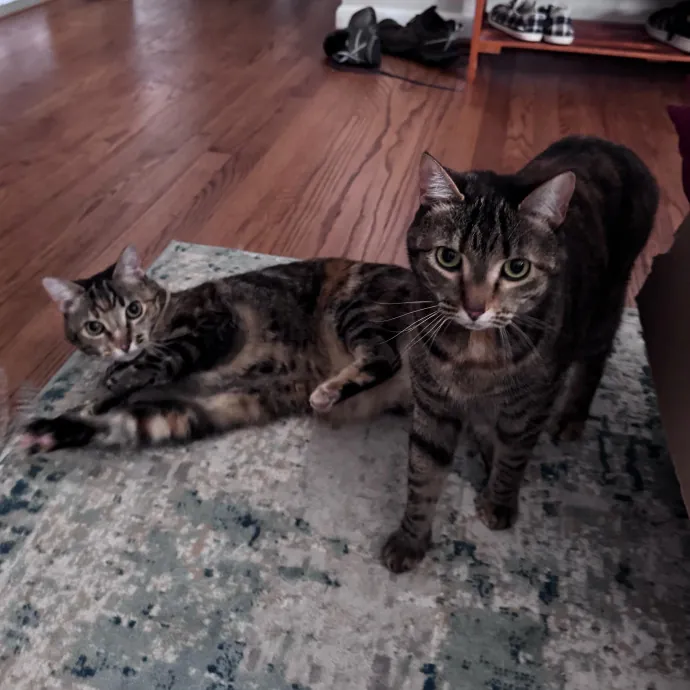 Caring For Cats Easing Your Mind