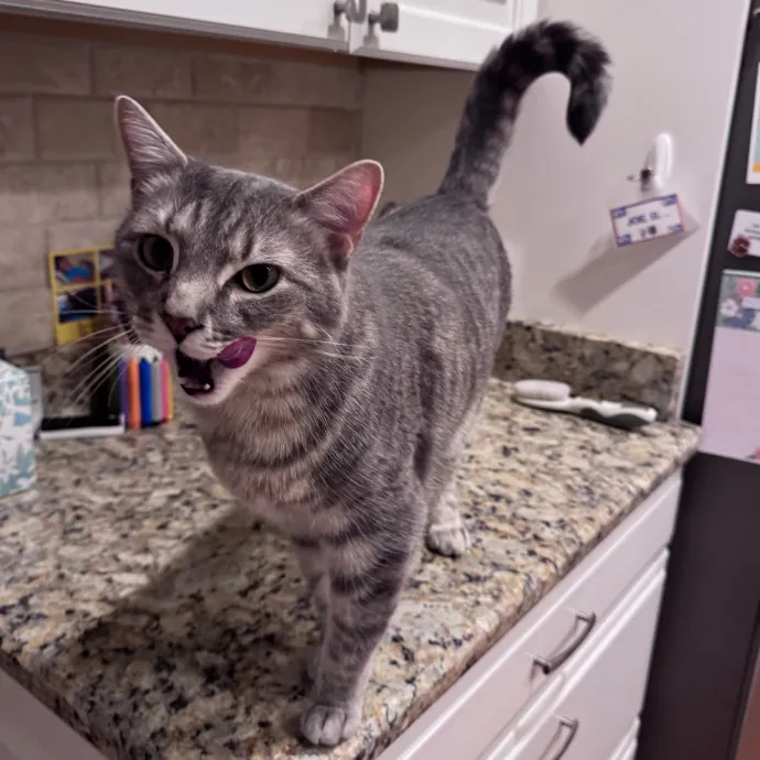 Caring For Cats Easing Your Mind