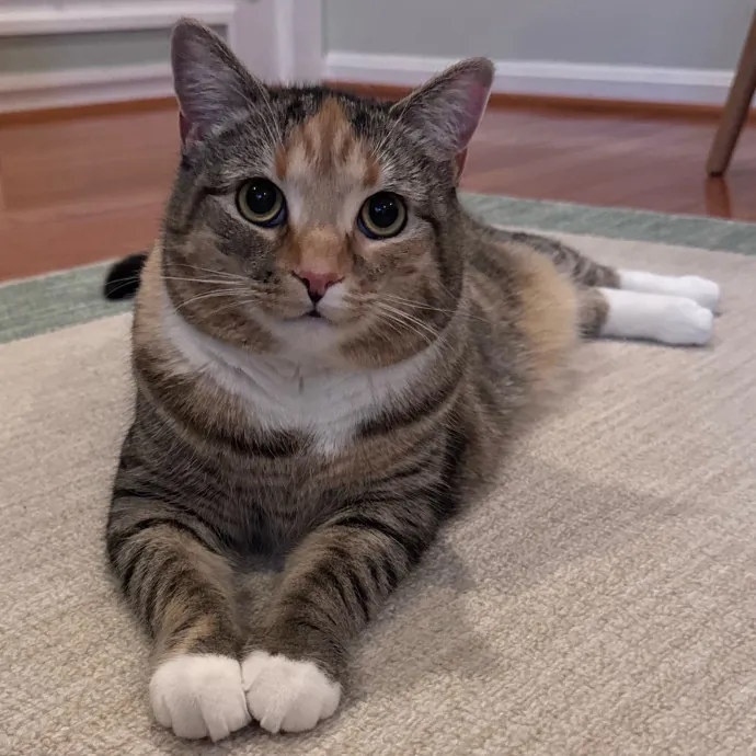 Caring For Cats Easing Your Mind