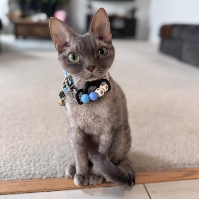 Caring For Cats Easing Your Mind