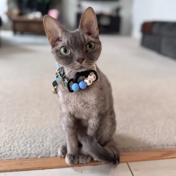 Caring For Cats Easing Your Mind