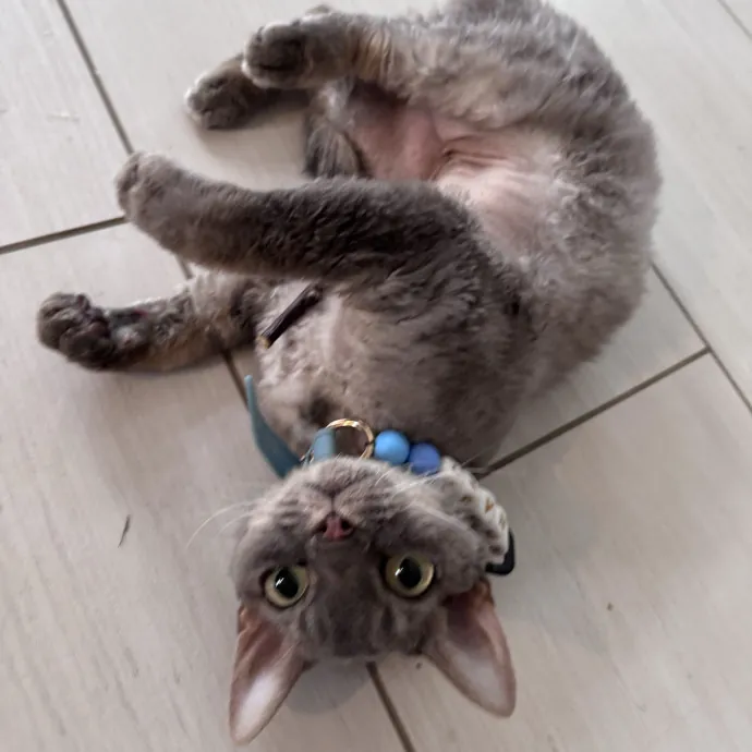 Caring For Cats Easing Your Mind