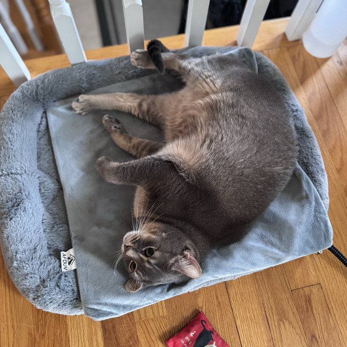 Caring For Cats Easing Your Mind