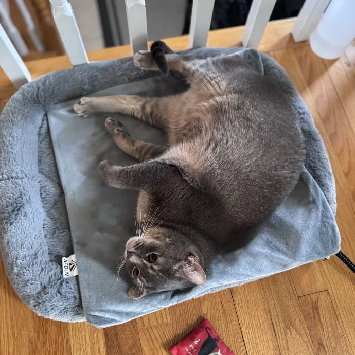 Caring For Cats Easing Your Mind