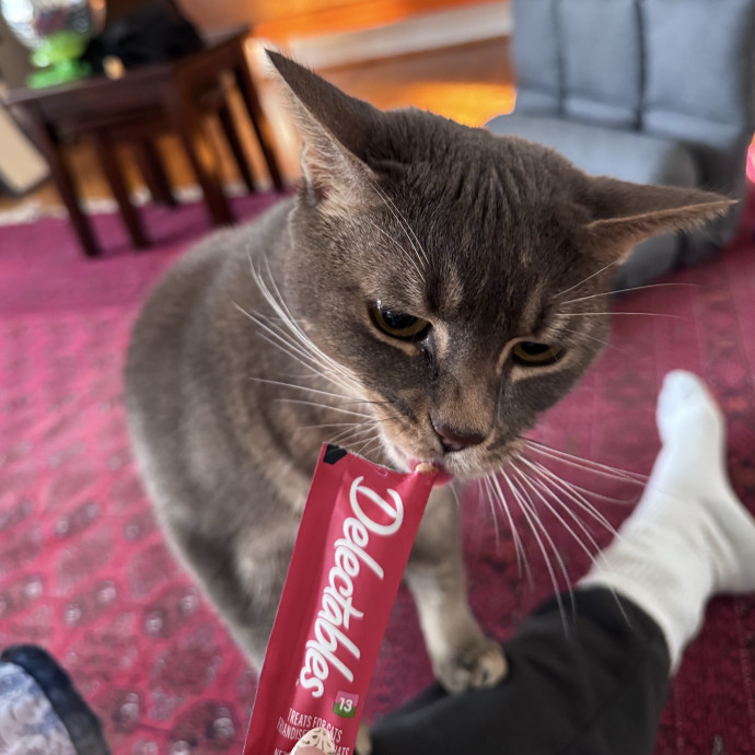 Caring For Cats Easing Your Mind