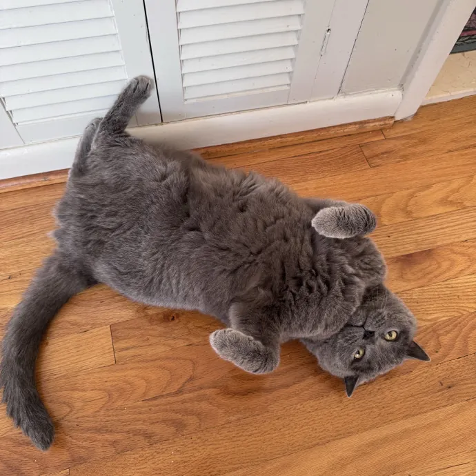 Caring For Cats Easing Your Mind