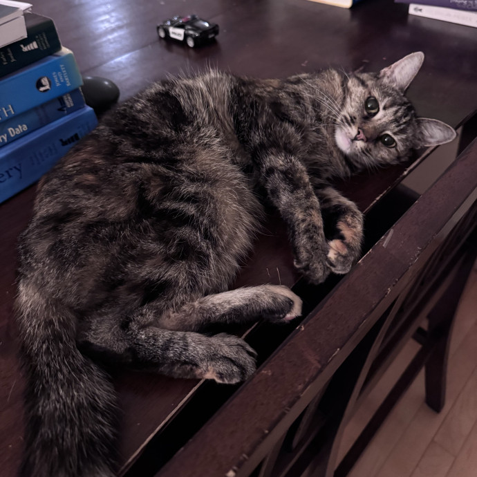 Caring For Cats Easing Your Mind