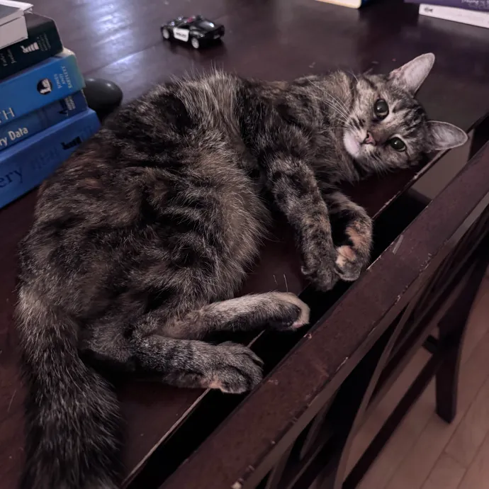 Caring For Cats Easing Your Mind