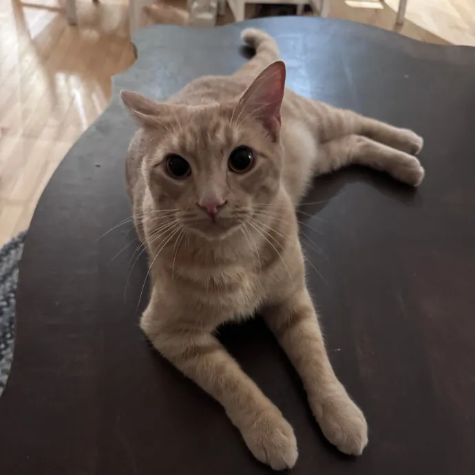 Caring For Cats Easing Your Mind