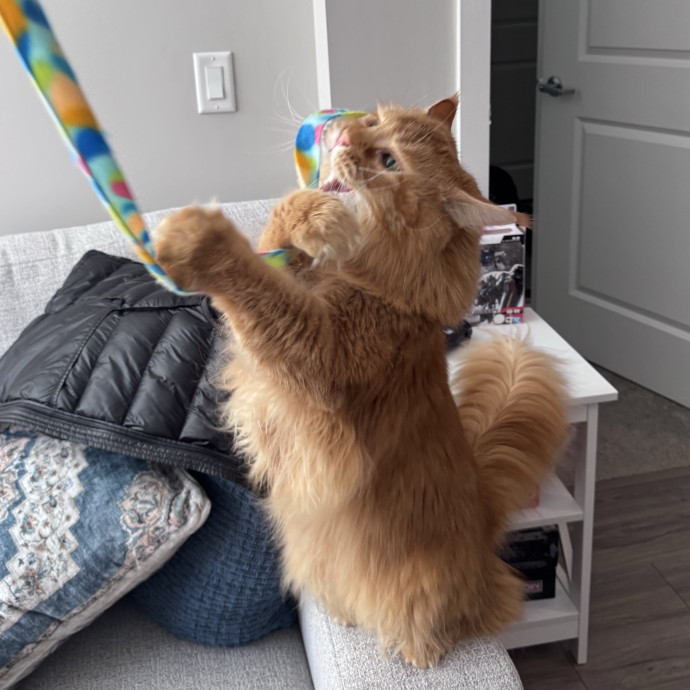 Caring For Cats Easing Your Mind