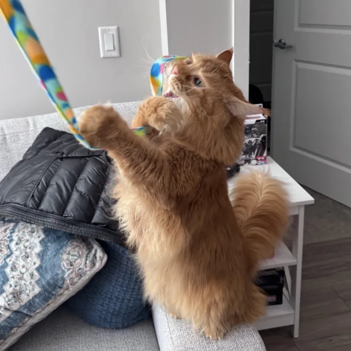 Caring For Cats Easing Your Mind