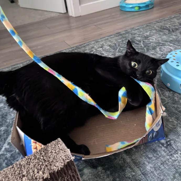 Caring For Cats Easing Your Mind