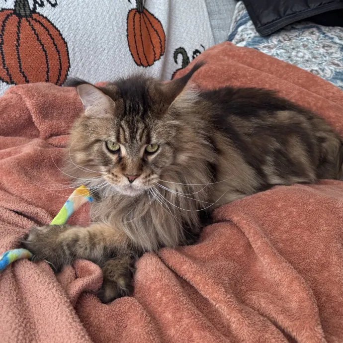 Caring For Cats Easing Your Mind