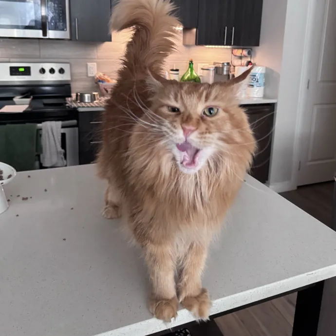 Caring For Cats Easing Your Mind