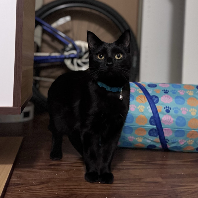Caring For Cats Easing Your Mind