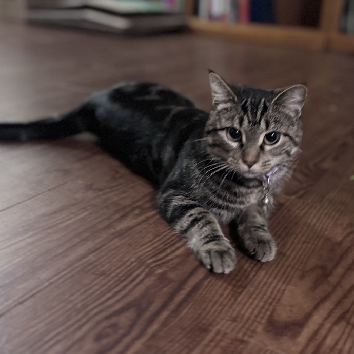 Caring For Cats Easing Your Mind