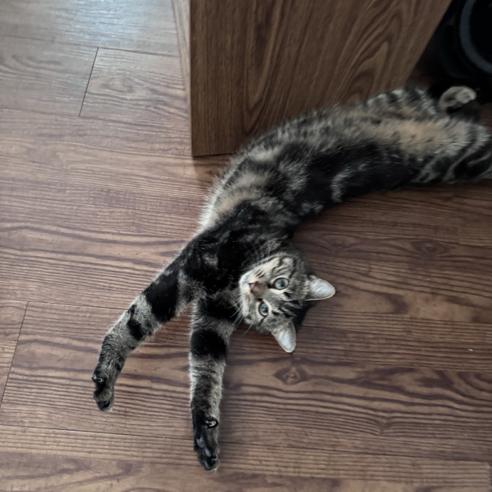 Caring For Cats Easing Your Mind