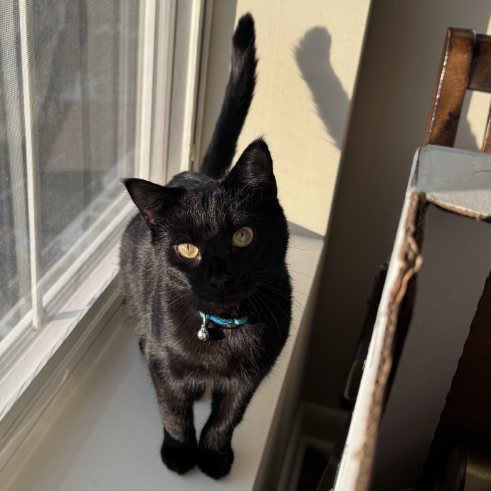 Caring For Cats Easing Your Mind