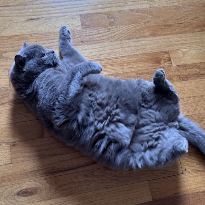 Caring For Cats Easing Your Mind