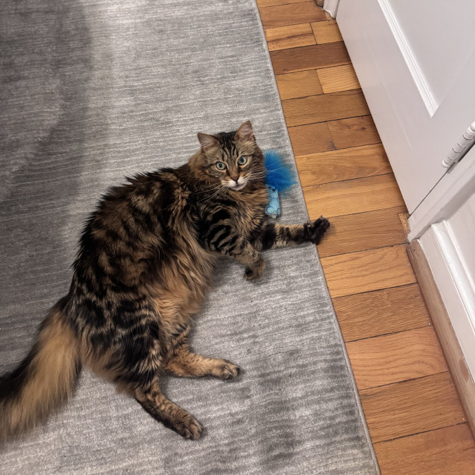 Caring For Cats Easing Your Mind
