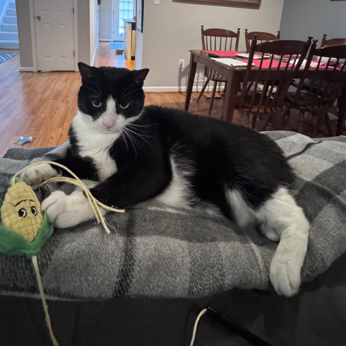 Caring For Cats Easing Your Mind