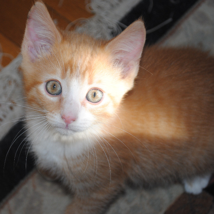 Tender Lovin' Cat Care In Dayton Ohio