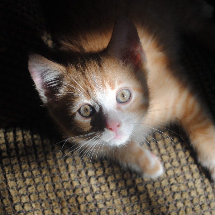 Tender Lovin' Cat Care In Dayton Ohio