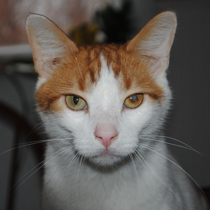 Tender Lovin' Cat Care In Dayton Ohio