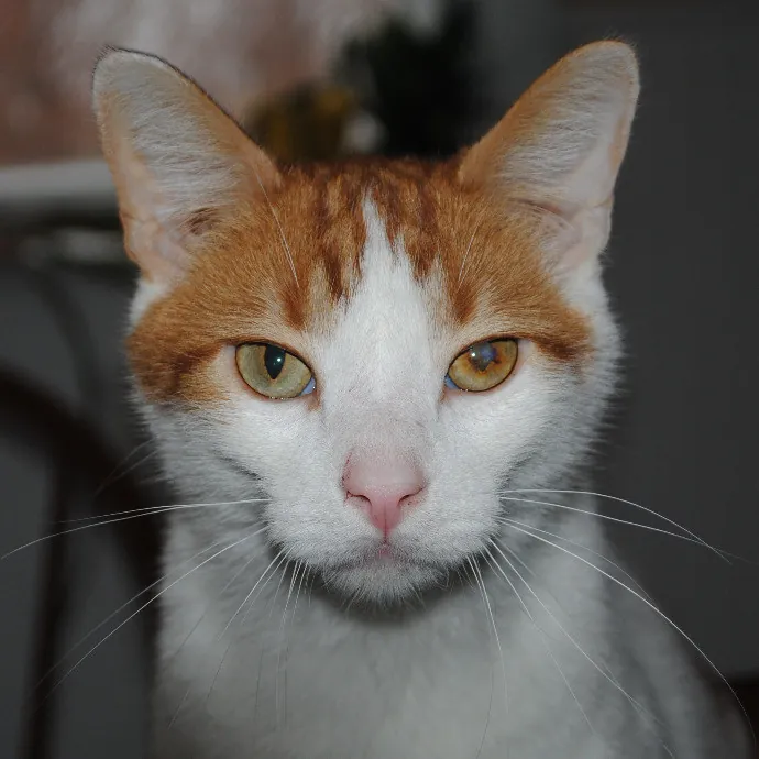 Tender Lovin' Cat Care In Dayton Ohio