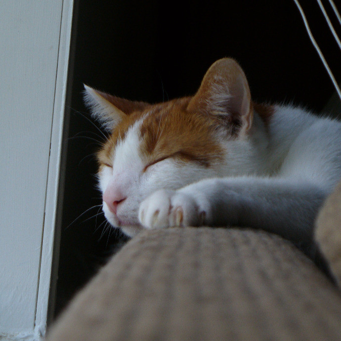 Tender Lovin' Cat Care In Dayton Ohio