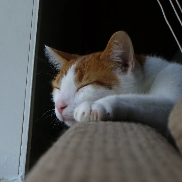 Tender Lovin' Cat Care In Dayton Ohio