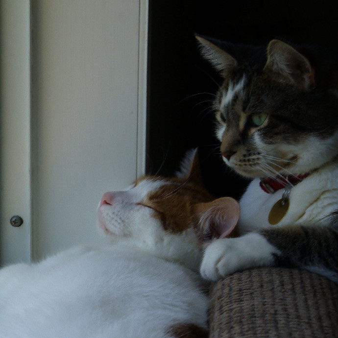 Tender Lovin' Cat Care In Dayton Ohio