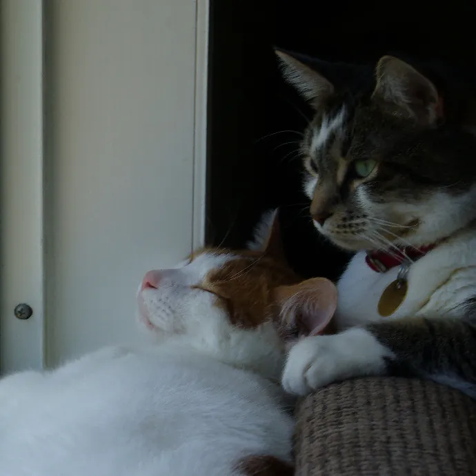 Tender Lovin' Cat Care In Dayton Ohio