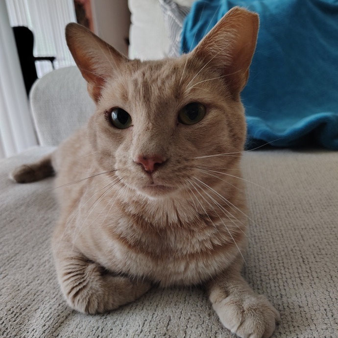 Tender Lovin' Cat Care In Dayton Ohio