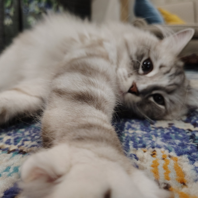 Tender Lovin' Cat Care In Dayton Ohio