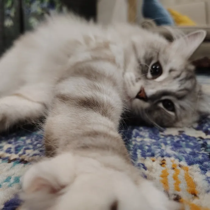 Tender Lovin' Cat Care In Dayton Ohio