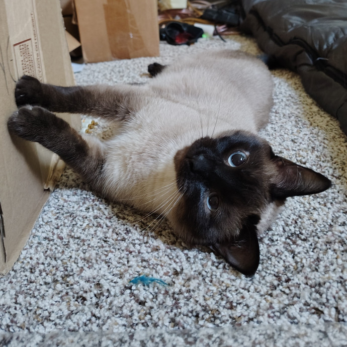 Tender Lovin' Cat Care In Dayton Ohio