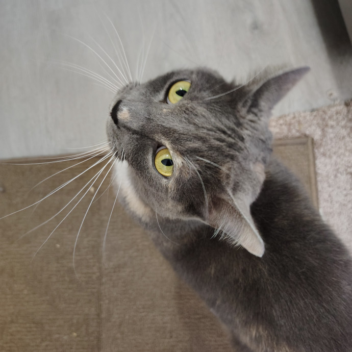 Tender Lovin' Cat Care In Dayton Ohio