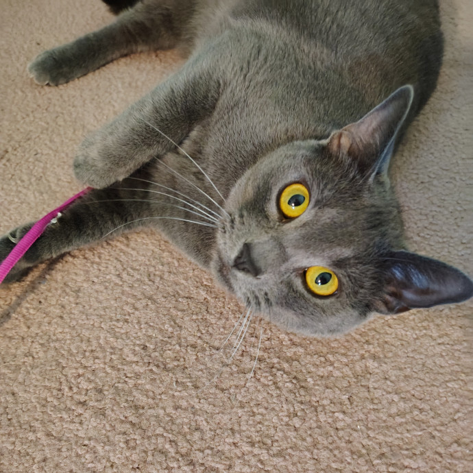 Tender Lovin' Cat Care In Dayton Ohio