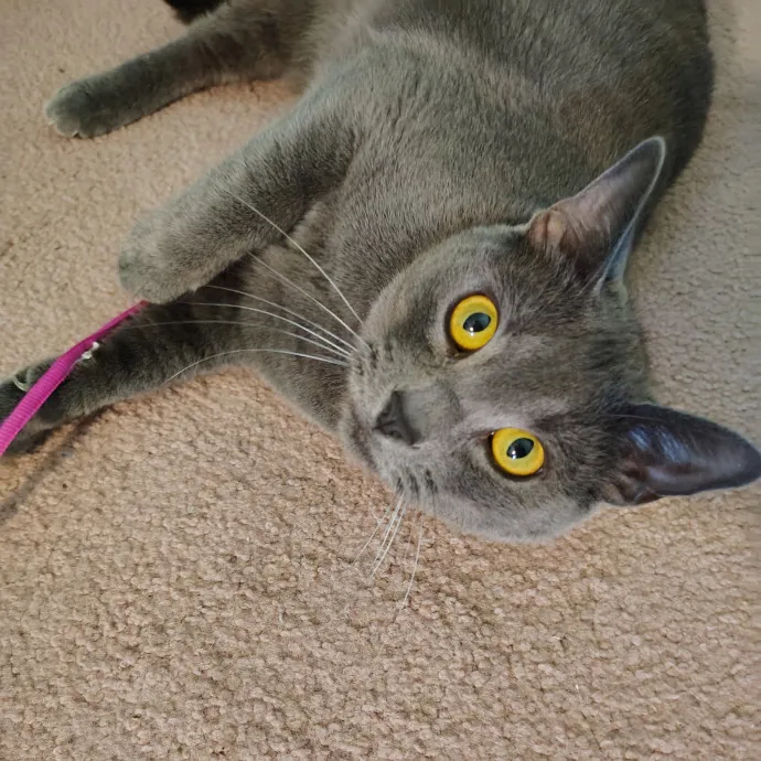 Tender Lovin' Cat Care In Dayton Ohio