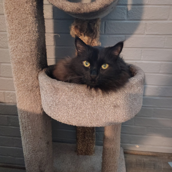 Tender Lovin' Cat Care In Dayton Ohio