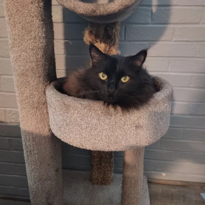 Tender Lovin' Cat Care In Dayton Ohio